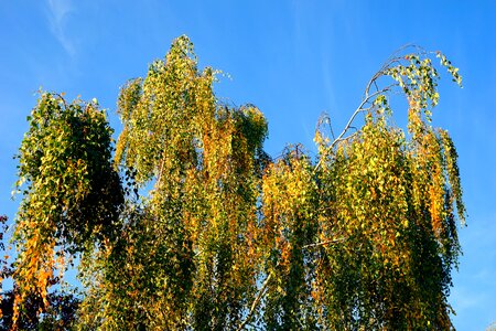 Landscape color leaves