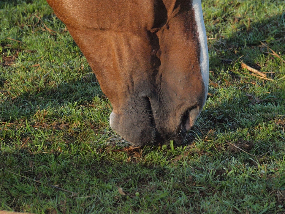 Foot pasture eat