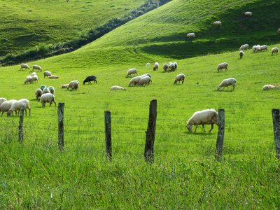Sheep pacer pasture photo