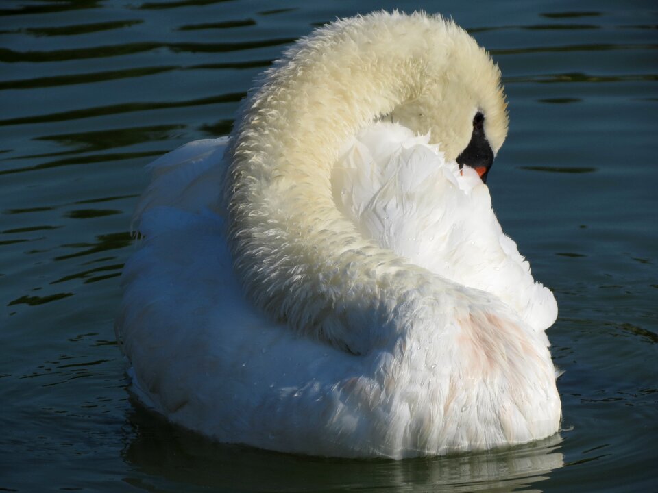 Plumage feather lake