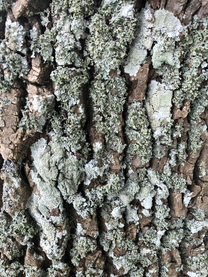 Nature trunk structure