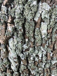Nature trunk structure