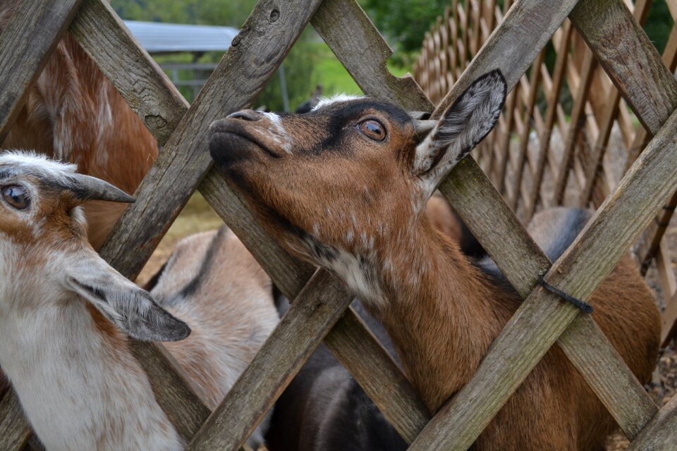 Nature goats cattle