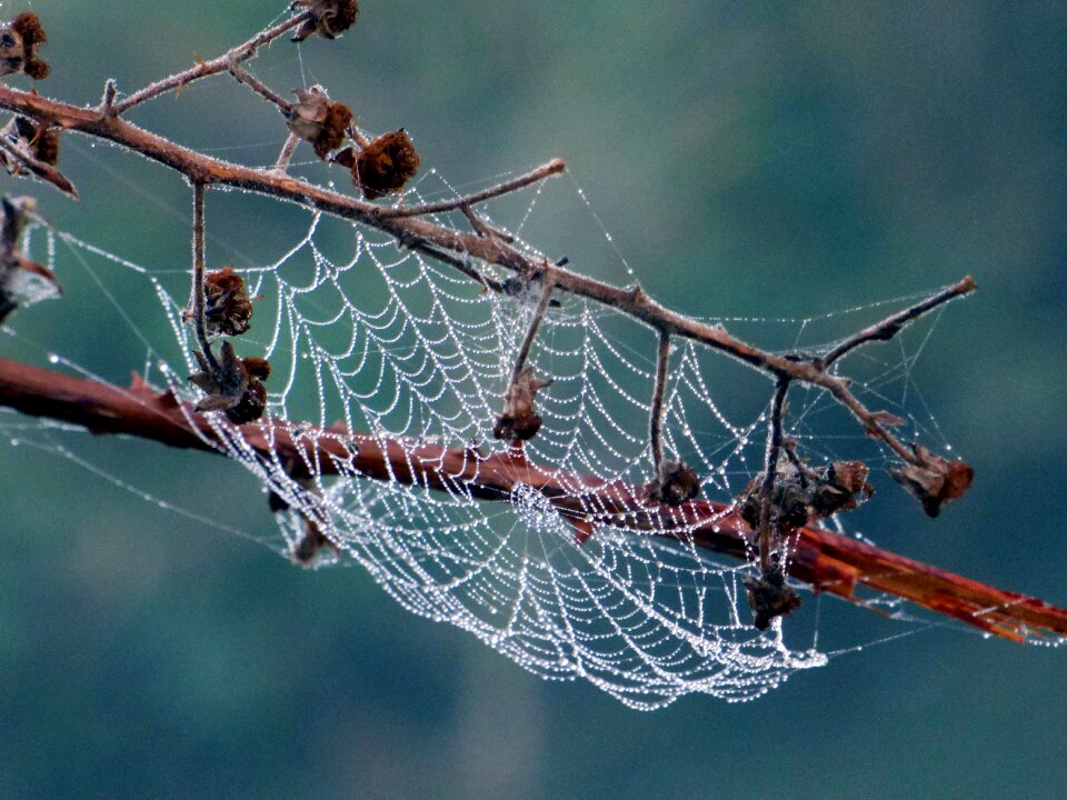 Dew morning spider