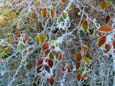 Frost colorful leaves photo