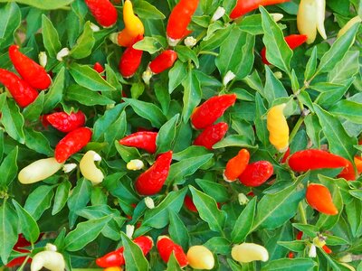 Chili peppers red yellow