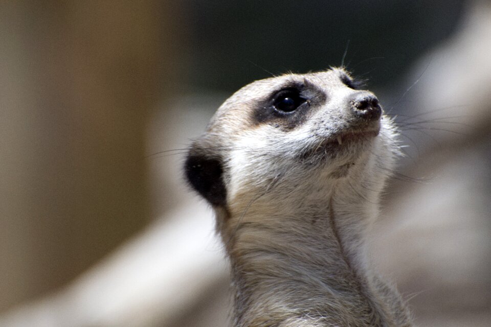 Close-up zoo