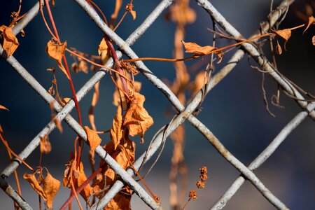 Autumn passing plant