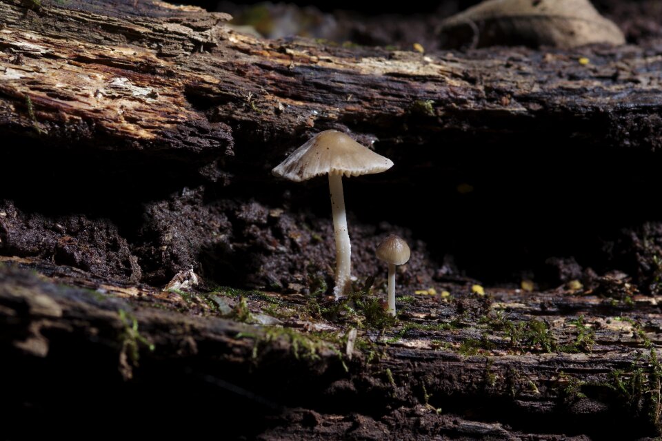 Nature wood