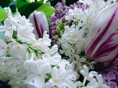 Spring bouquet tulip
