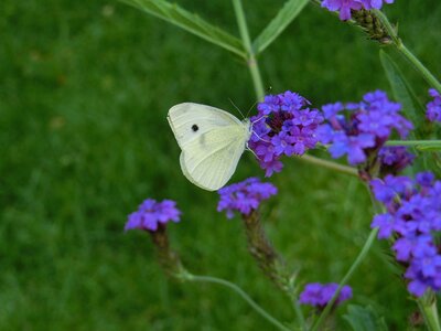 Bloom butterflies white butterfly on blue flowers
