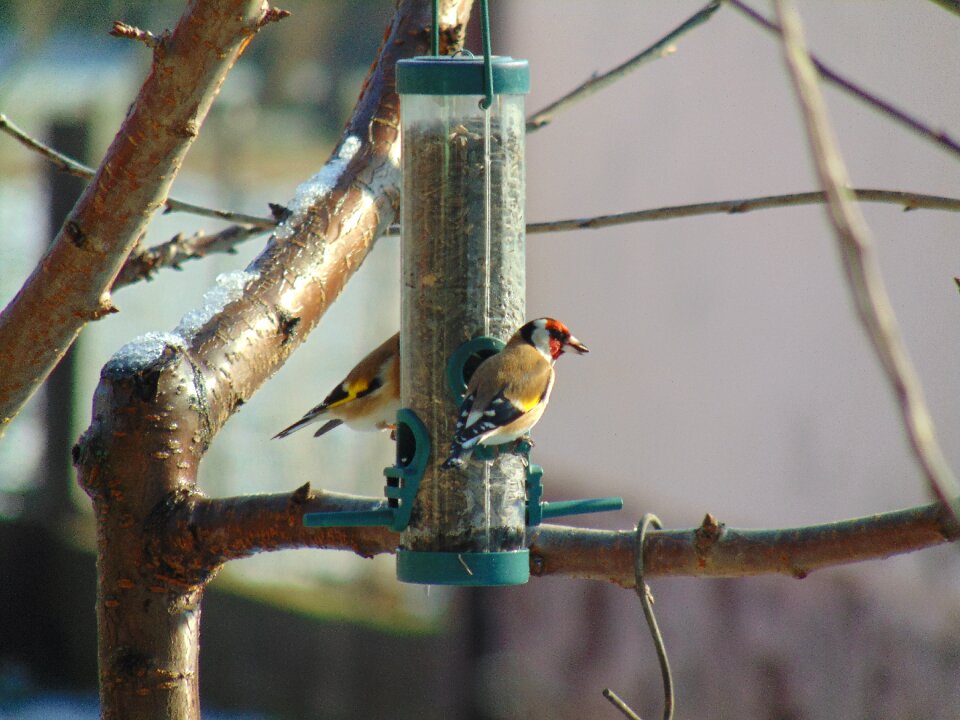 Bird feeding birds