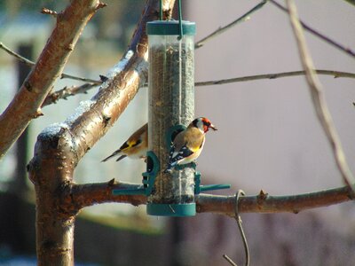 Bird feeding birds photo