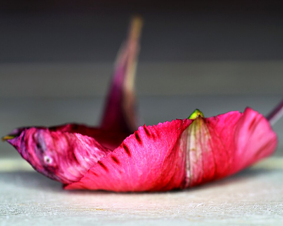 Petal pink