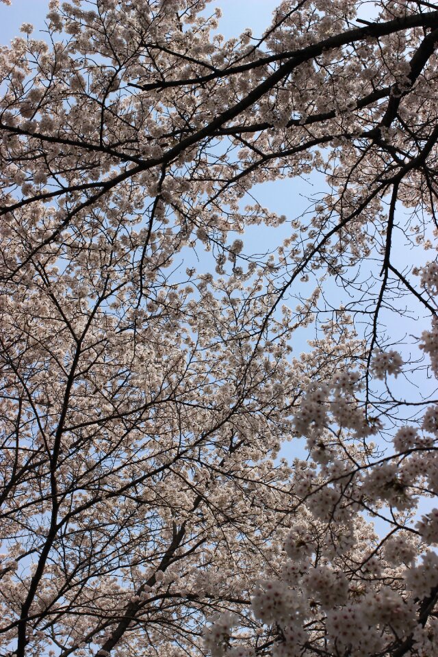 Cherry blossom sky wood