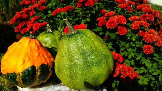 Orange green nature