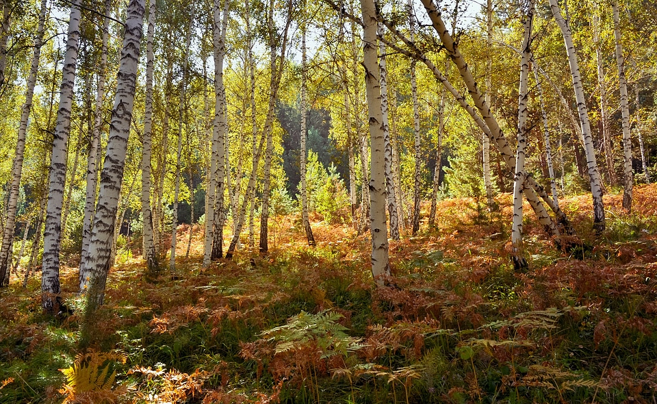 Landscape color fabulous