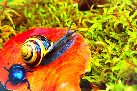 Moss autumn seasons of the year