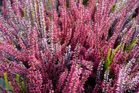 Heathers nature heather pink