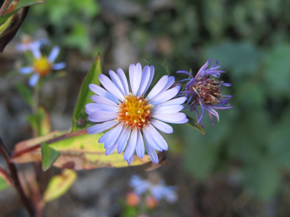 Clear garden pollens