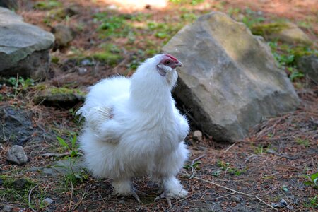 Hen nature