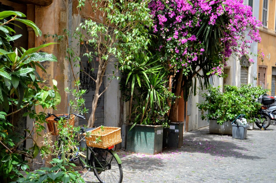 Tourism flowers glimpse