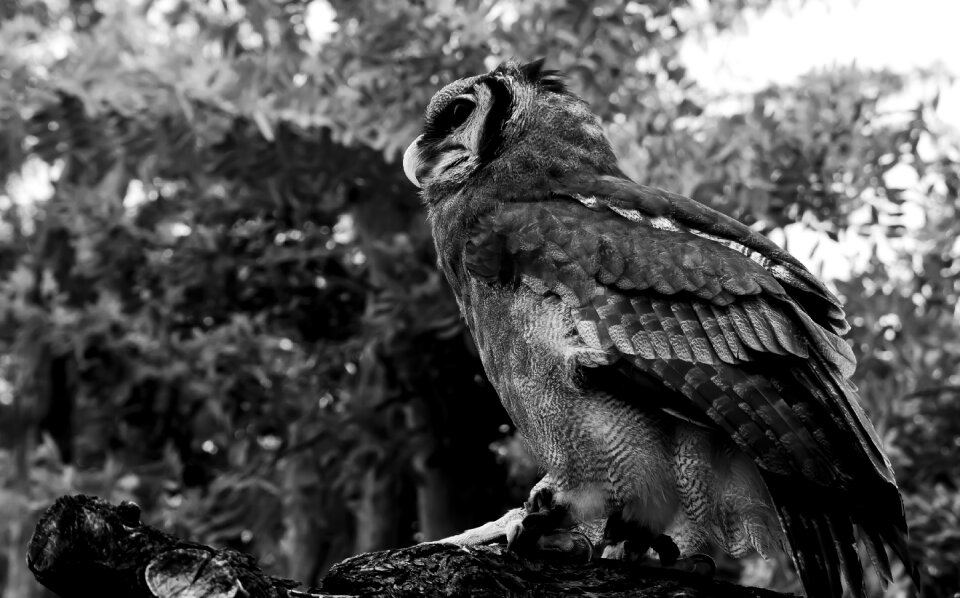 Animals bird birds of prey