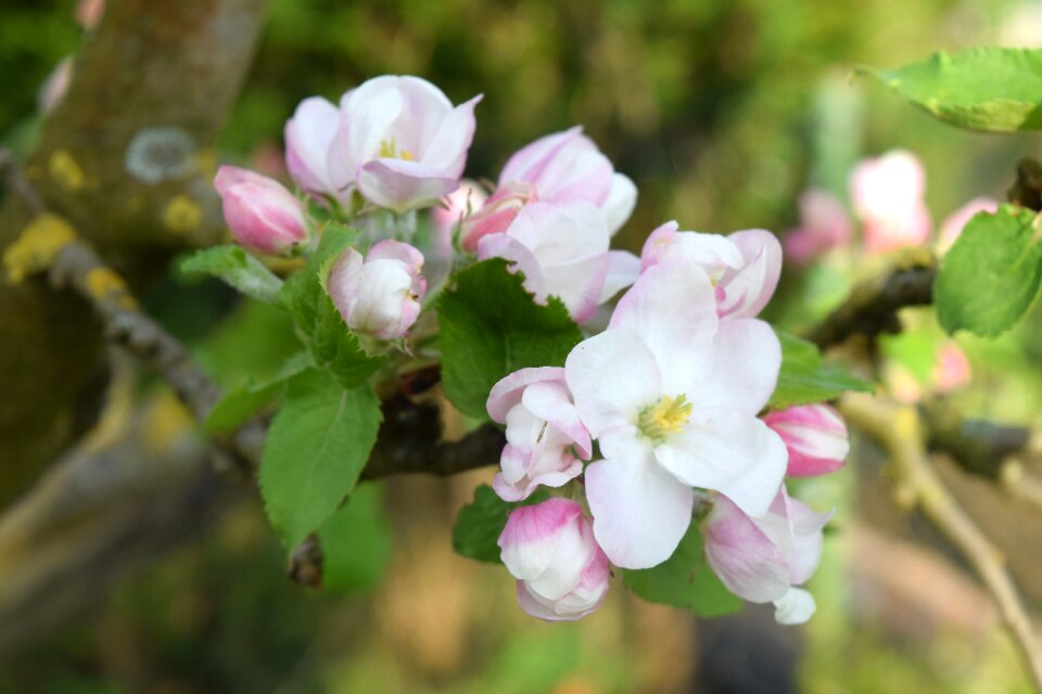 Spring apple nature