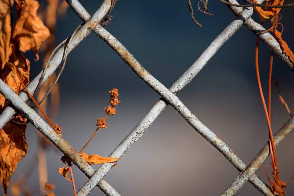 Autumn passing plant