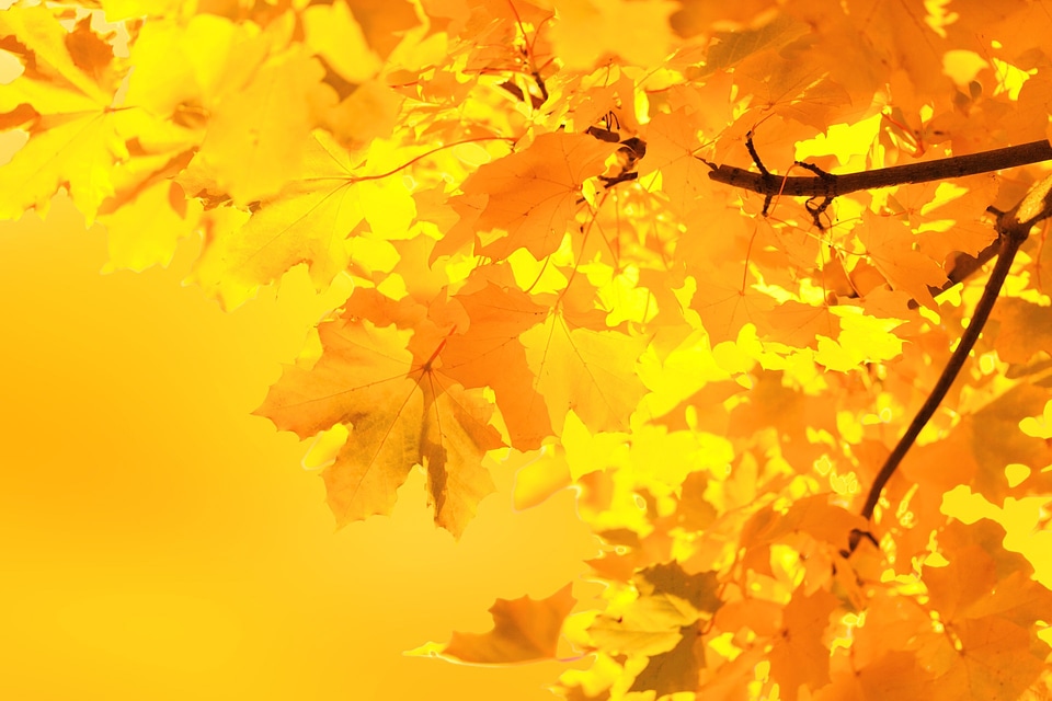 Background color fall