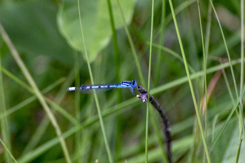 Dragonfly animal summer