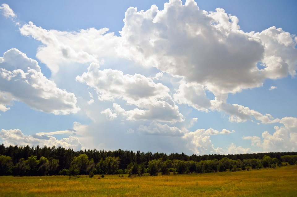 Field landscape wilderness