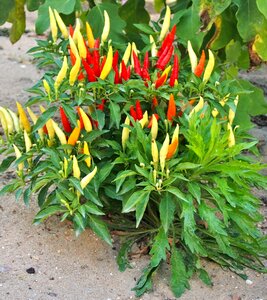 Chili peppers red bush