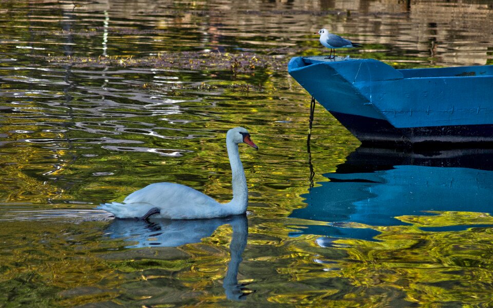 Bird beautiful nature