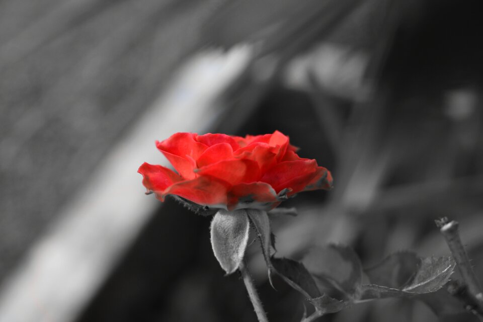 Flower plant love