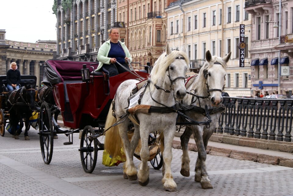 Coach horse st petersburg russia