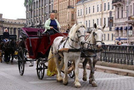 Coach horse st petersburg russia