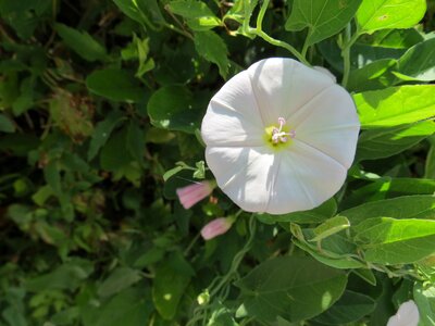 Flowers nature plant photo