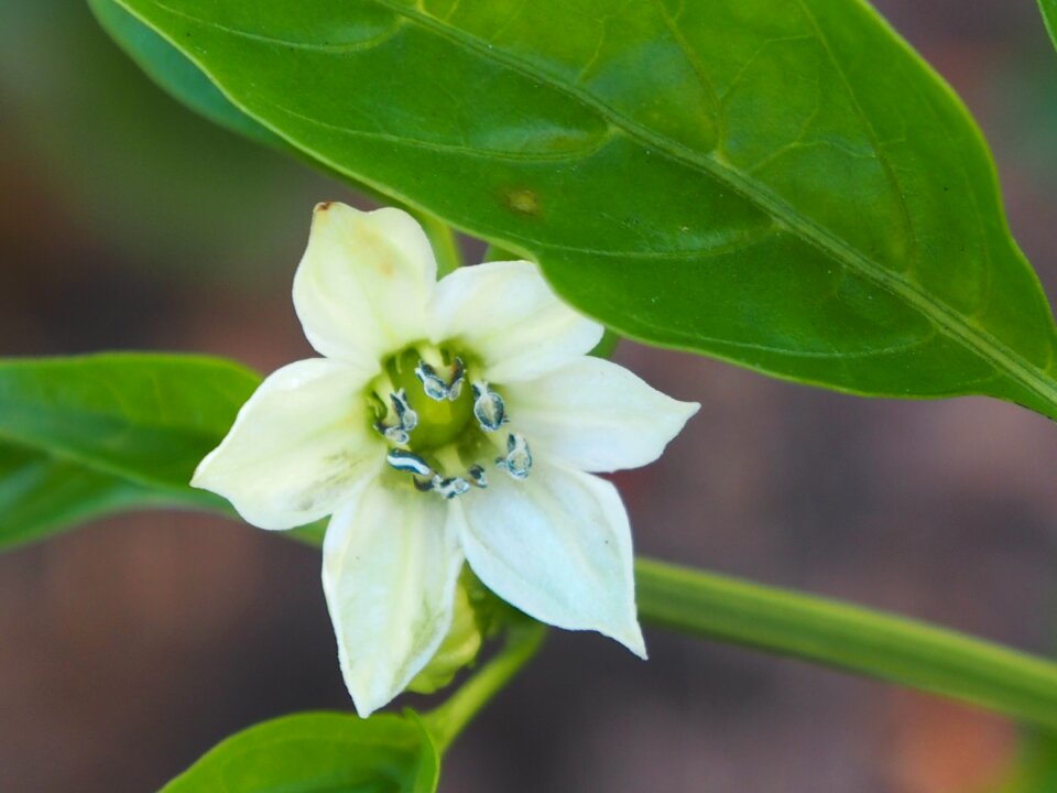 Paprika white blossom close up