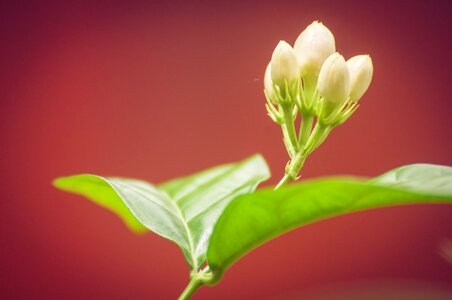 Nature flora flowers