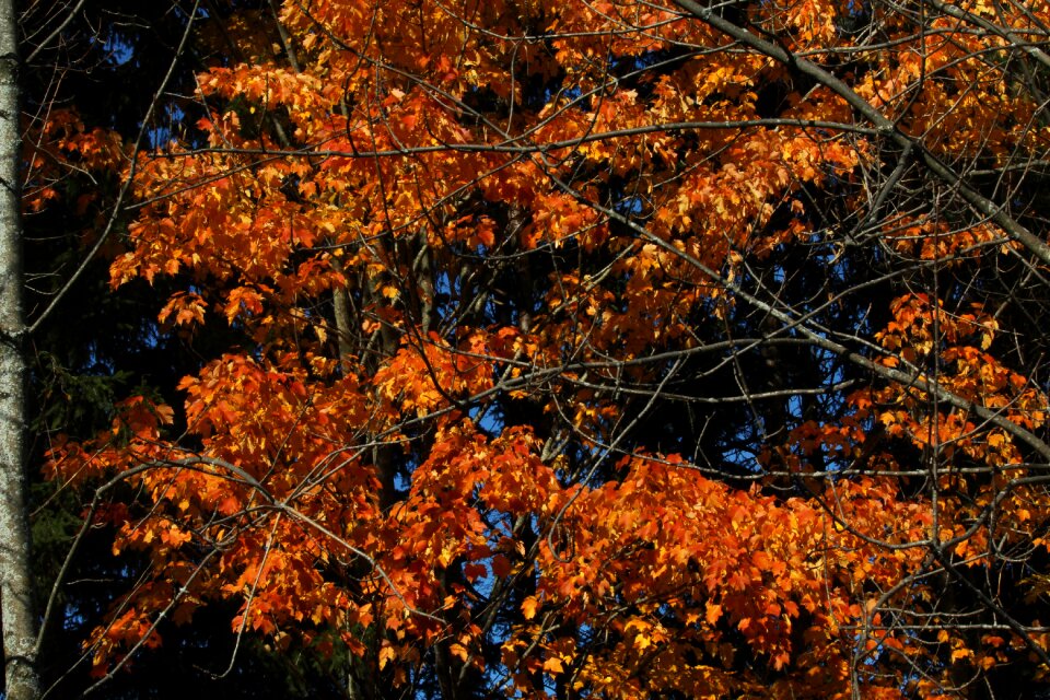 Orange yellow trees photo