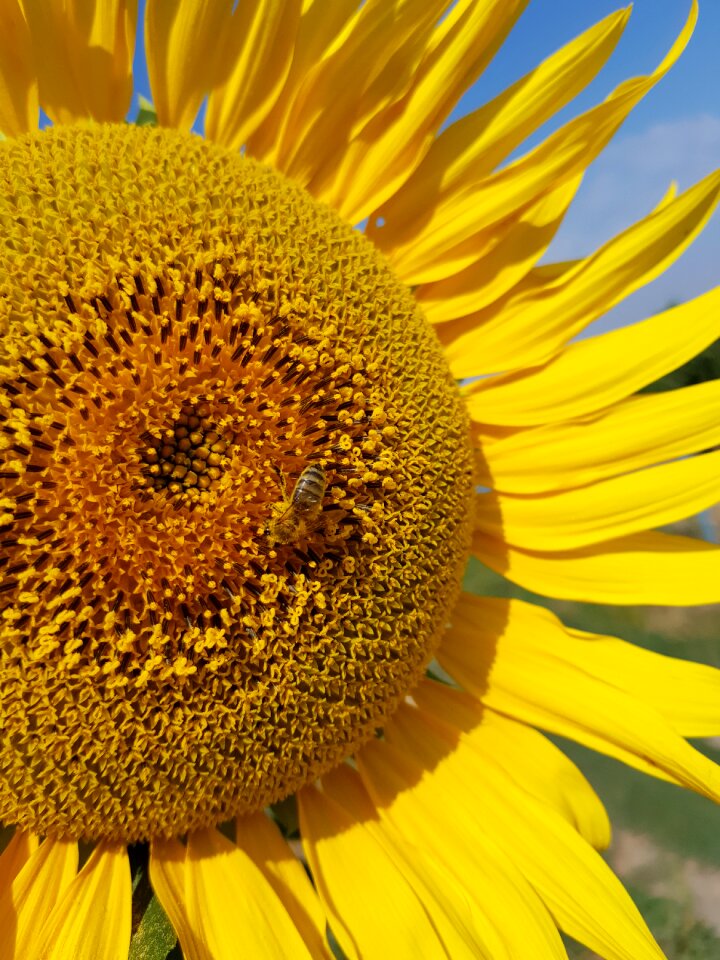 Sunflower august yellow