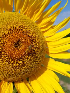 Sunflower august yellow