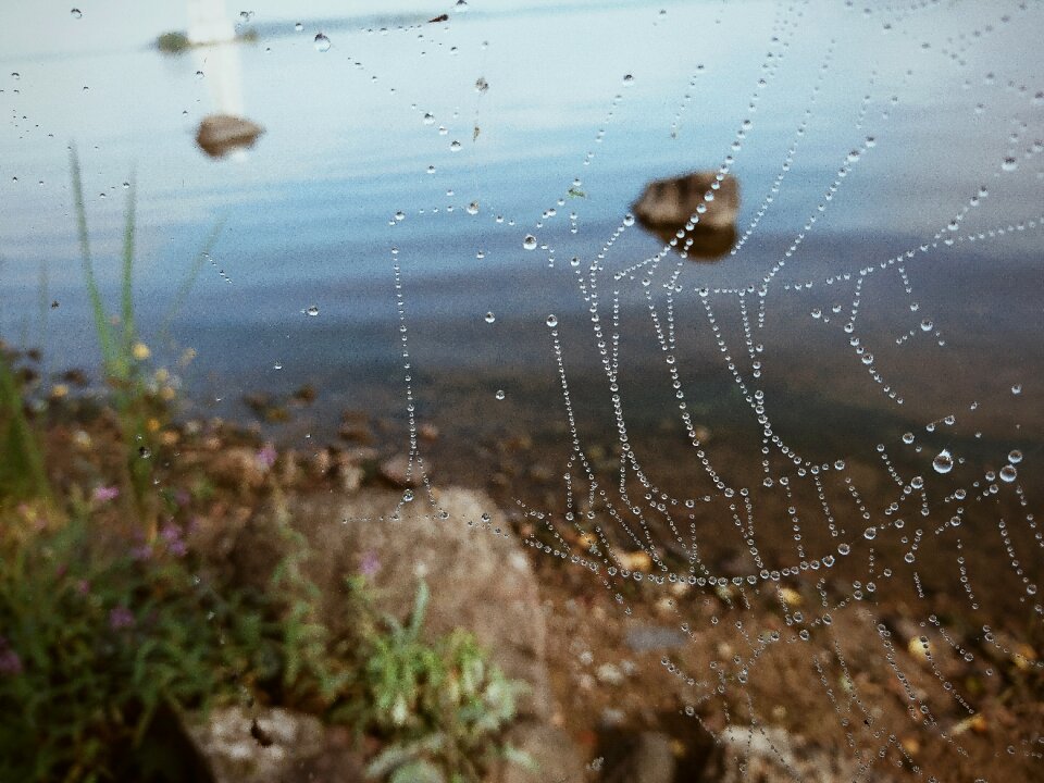 Spider web spider river