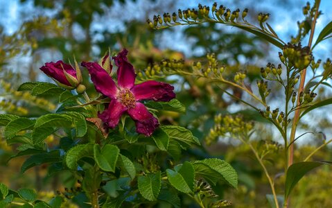 Asterisk nature positive