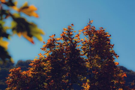 Nature forest landscape