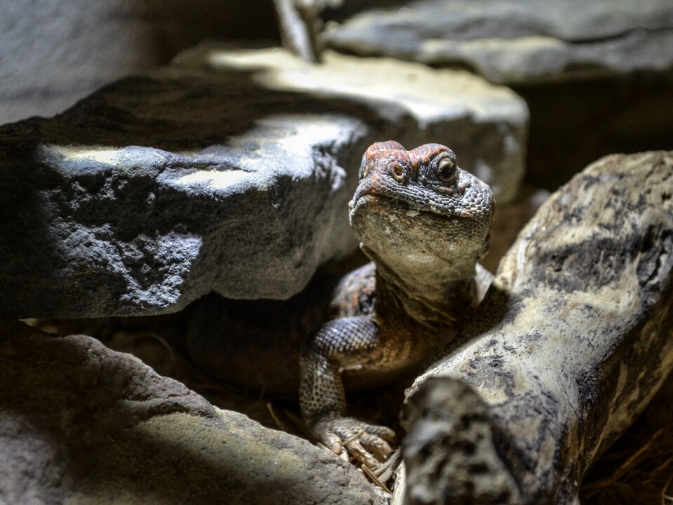 Animale reptile animals