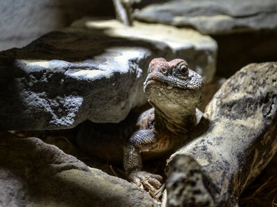 Animale reptile animals