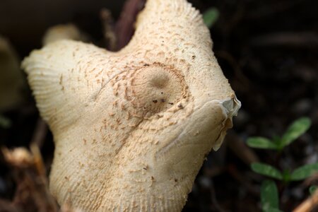 Log tribe fungus photo