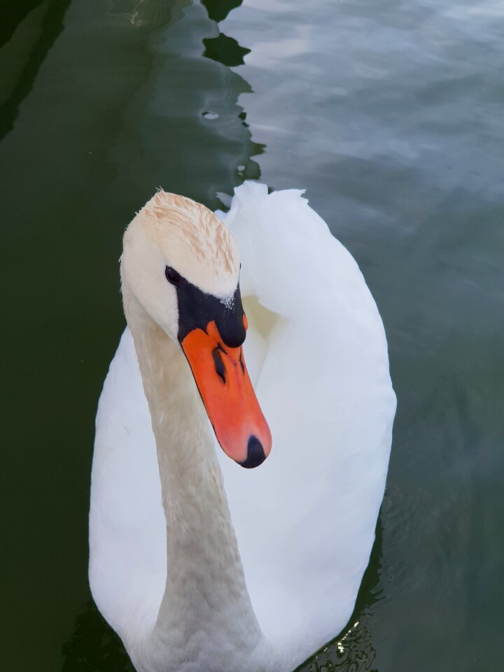 Water bird water bird